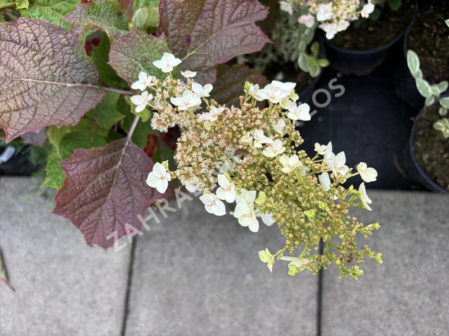 Hortenzie dubolistá 'Snowword' - Hydrangea quercifolia 'Snowword'