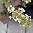 Hortenzie dubolistá 'Snowword' - Hydrangea quercifolia 'Snowword'
