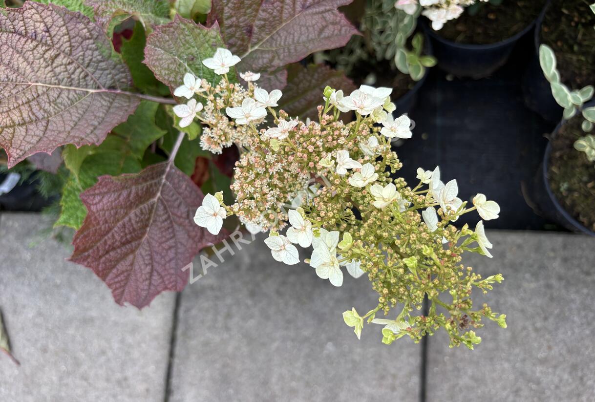 Hortenzie dubolistá 'Snow World' - Hydrangea quercifolia 'Snow World'