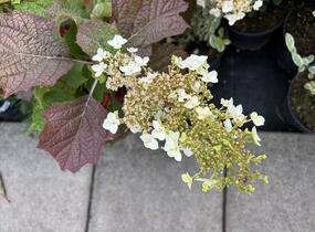 Hortenzie dubolistá 'Snow World' - Hydrangea quercifolia 'Snow World'