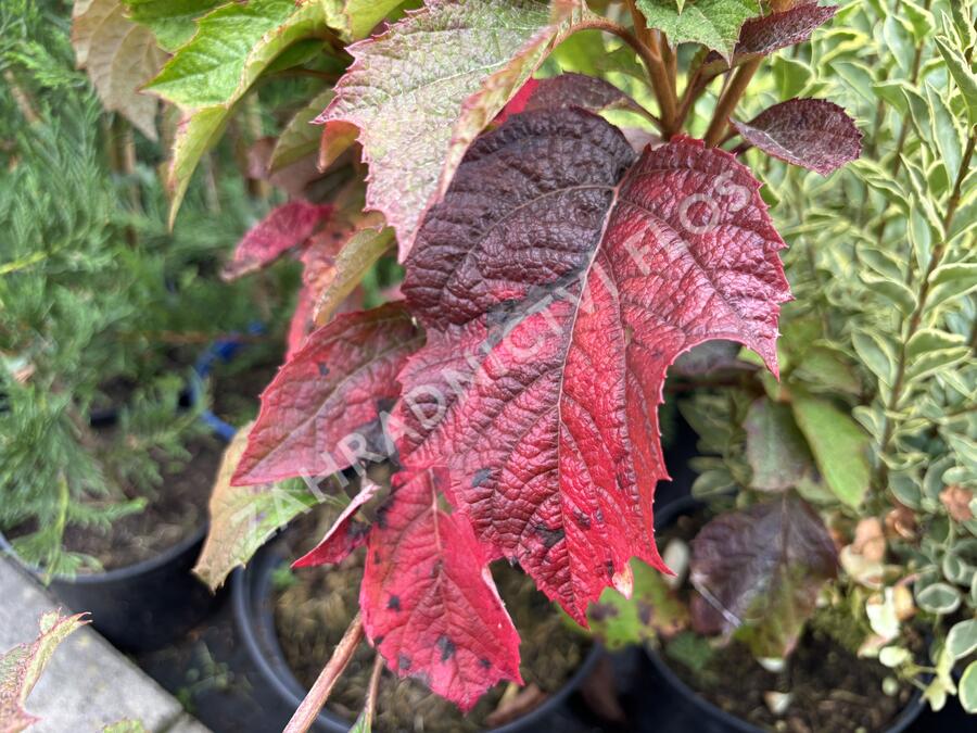 Hortenzie dubolistá 'Snowword' - Hydrangea quercifolia 'Snowword'
