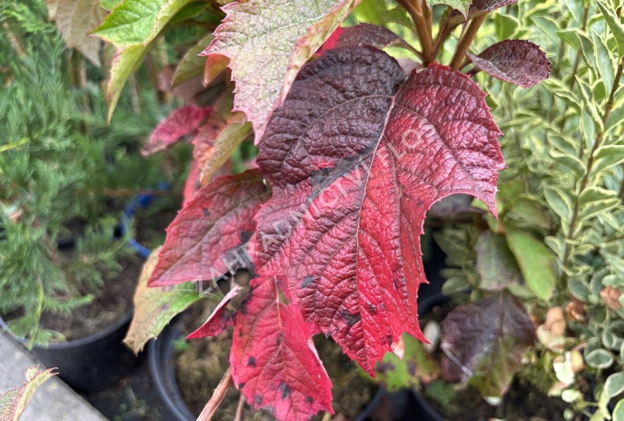 Hortenzie dubolistá 'Snow World' - Hydrangea quercifolia 'Snow World'