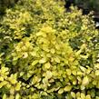Dřišťál Thunbergův 'Special Gold' - Berberis thunbergii 'Special Gold'