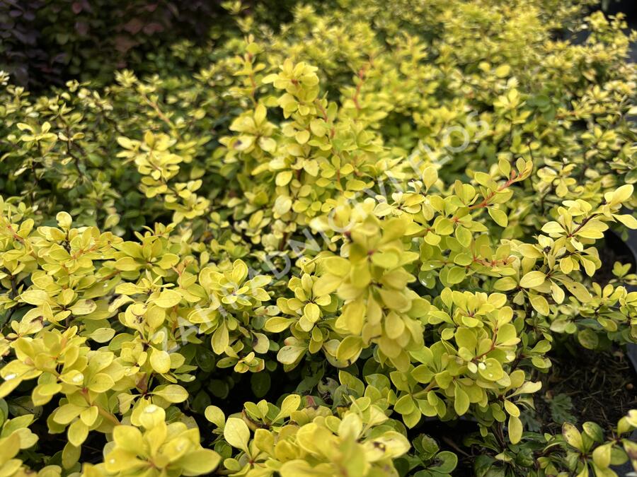 Dřišťál Thunbergův 'Special Gold' - Berberis thunbergii 'Special Gold'