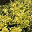 Dřišťál Thunbergův 'Special Gold' - Berberis thunbergii 'Special Gold'