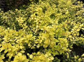 Dřišťál Thunbergův 'Special Gold' - Berberis thunbergii 'Special Gold'