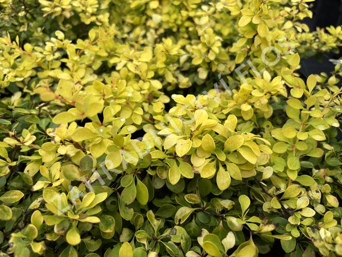 Dřišťál Thunbergův 'Special Gold' - Berberis thunbergii 'Special Gold'