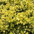 Dřišťál Thunbergův 'Special Gold' - Berberis thunbergii 'Special Gold'