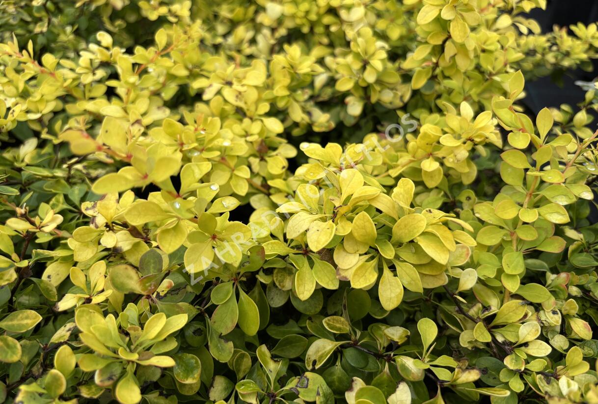 Dřišťál Thunbergův 'Special Gold' - Berberis thunbergii 'Special Gold'
