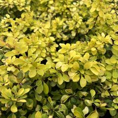Dřišťál Thunbergův 'Special Gold' - Berberis thunbergii 'Special Gold'