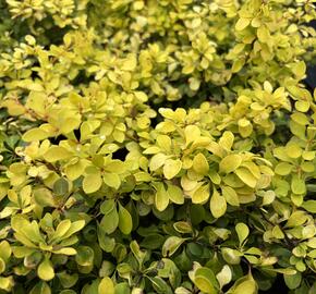 Dřišťál Thunbergův 'Special Gold' - Berberis thunbergii 'Special Gold'