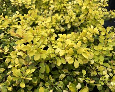 Dřišťál Thunbergův 'Special Gold'