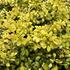 Berberis thunbergii 'Special Gold'.JPG