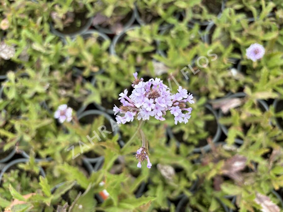 Verbena, sporýš tuhý 'Polaris' - Verbena rigida f. lilacina 'Polaris'