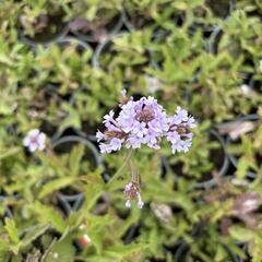 Verbena, sporýš tuhý 'Polaris' - Verbena rigida f. lilacina 'Polaris'