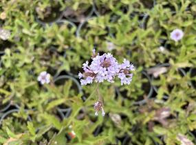 Sporýš tuhý 'Polaris' - Verbena rigida f. lilacina 'Polaris'