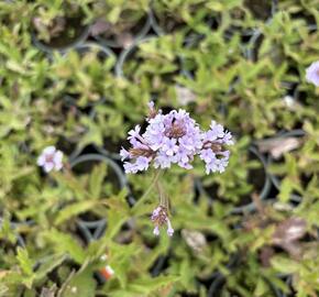 Verbena, sporýš tuhý 'Polaris' - Verbena rigida f. lilacina 'Polaris'