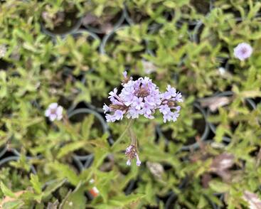 Sporýš tuhý 'Polaris'