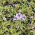 Verbena rigida f. lilacina 'Polaris'_01.JPG