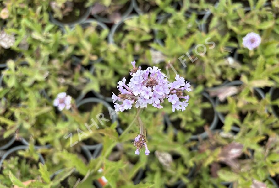 Sporýš tuhý 'Polaris' - Verbena rigida f. lilacina 'Polaris'