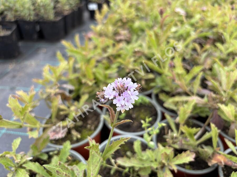 Verbena, sporýš tuhý 'Polaris' - Verbena rigida f. lilacina 'Polaris'