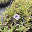 Verbena, sporýš tuhý 'Polaris' - Verbena rigida f. lilacina 'Polaris'