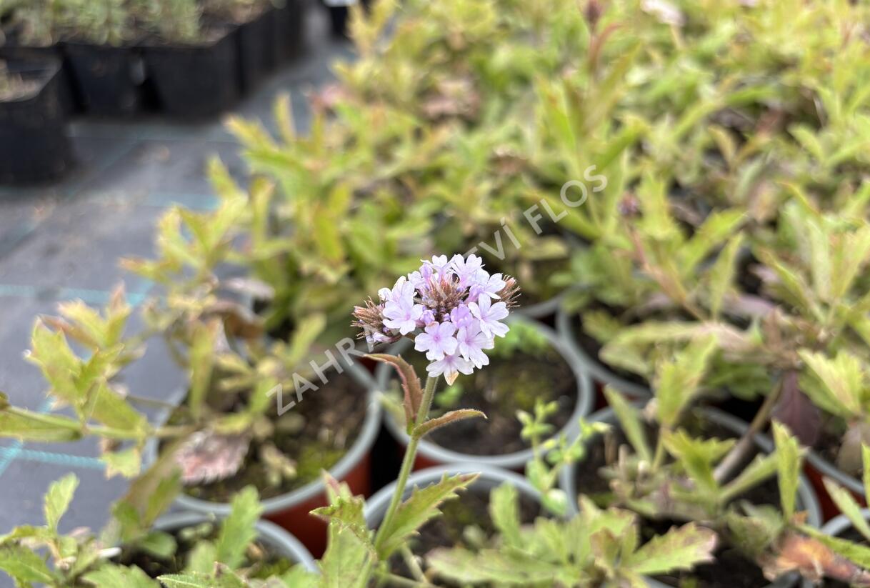 Sporýš tuhý 'Polaris' - Verbena rigida f. lilacina 'Polaris'