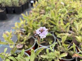 Sporýš tuhý 'Polaris' - Verbena rigida f. lilacina 'Polaris'