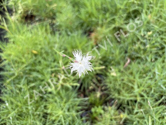 Hvozdík písečný - Dianthus arenarius