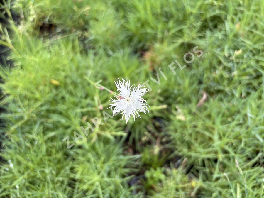 Hvozdík písečný - Dianthus arenarius