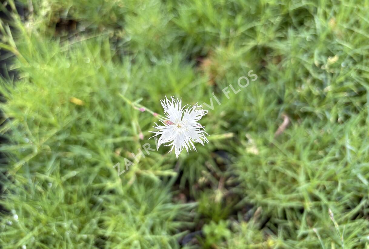 Hvozdík písečný - Dianthus arenarius