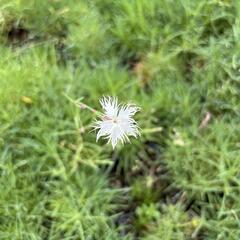Hvozdík písečný - Dianthus arenarius