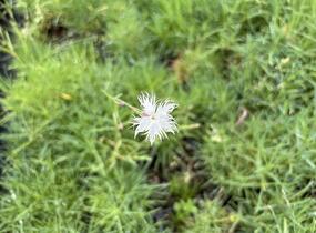 Hvozdík písečný - Dianthus arenarius