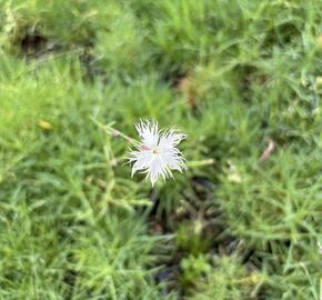 Hvozdík písečný - Dianthus arenarius