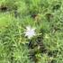 Dianthus arenarius.JPG