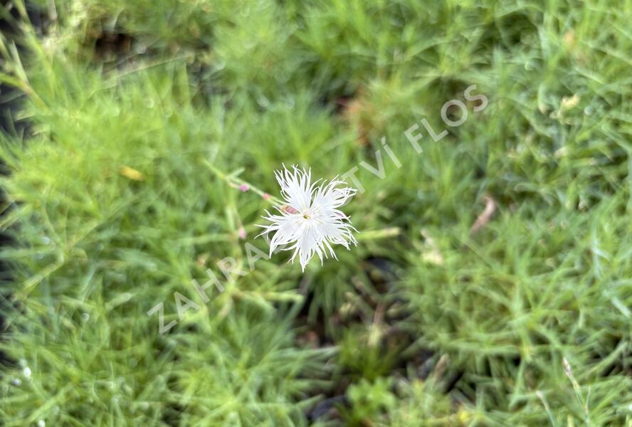 Hvozdík písečný - Dianthus arenarius