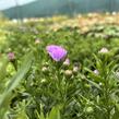 Hvězdnice novobelgická 'Magic Lavender' - Aster novi-belgii 'Magic Lavender'
