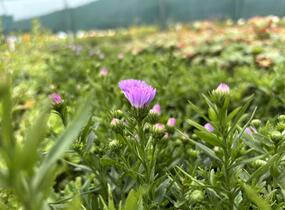 Hvězdnice novobelgická 'Magic Lavender' - Aster novi-belgii 'Magic Lavender'