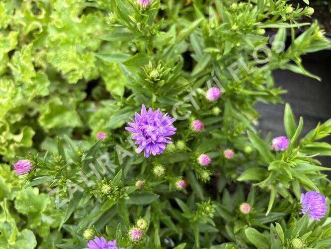 Hvězdnice novobelgická 'Magic Lavender' - Aster novi-belgii 'Magic Lavender'