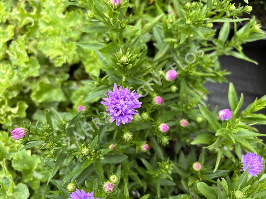 Hvězdnice novobelgická 'Magic Lavender' - Aster novi-belgii 'Magic Lavender'