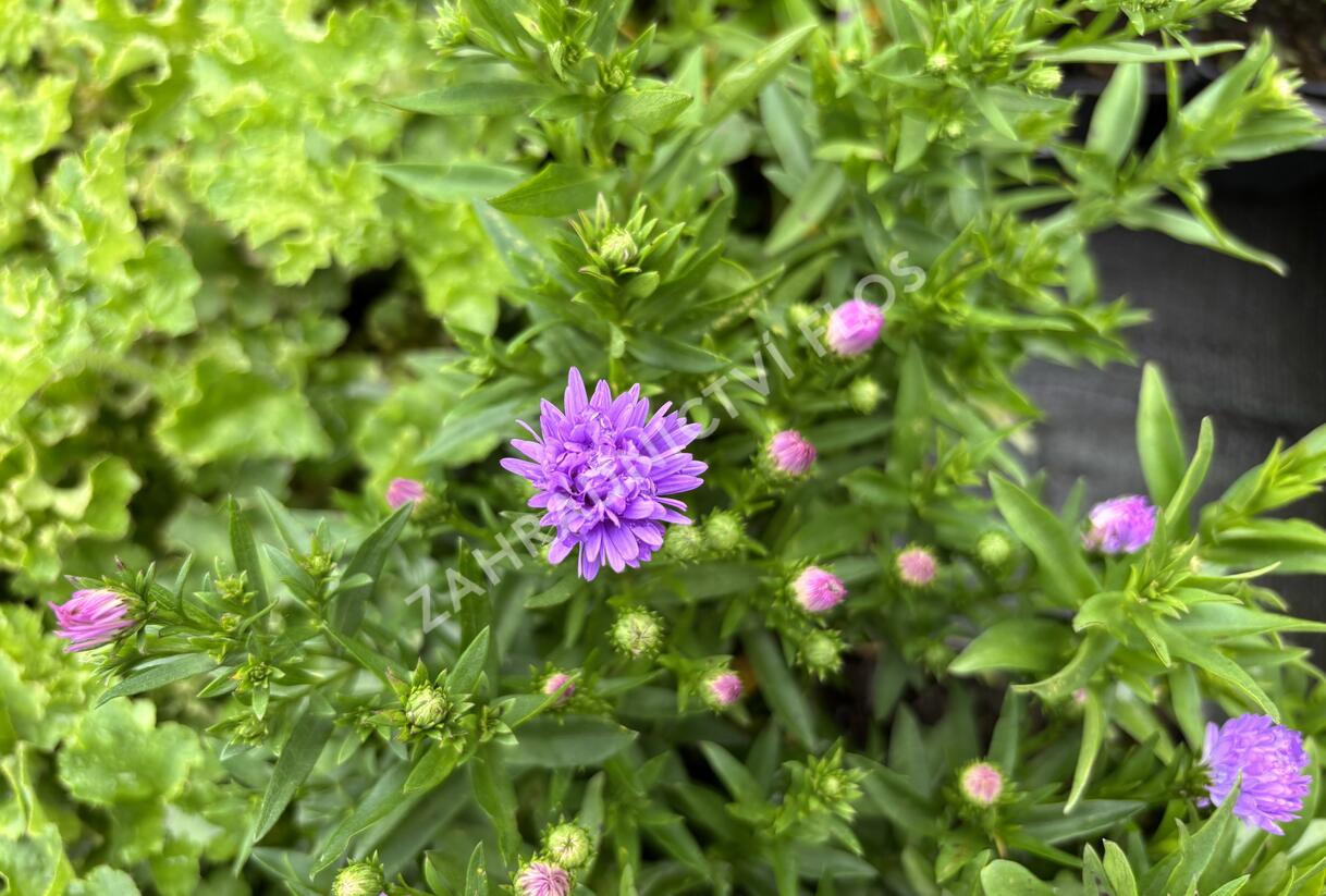 Hvězdnice novobelgická 'Magic Lavender' - Aster novi-belgii 'Magic Lavender'