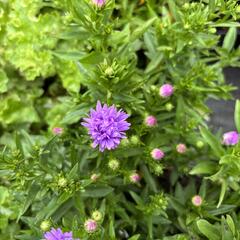 Hvězdnice novobelgická 'Magic Lavender' - Aster novi-belgii 'Magic Lavender'