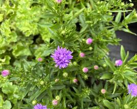 Hvězdnice novobelgická 'Magic Lavender'