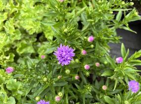 Hvězdnice novobelgická 'Magic Lavender' - Aster novi-belgii 'Magic Lavender'