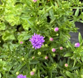 Hvězdnice novobelgická 'Magic Lavender' - Aster novi-belgii 'Magic Lavender'