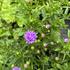 Aster novi-belgii 'Magic Lavender'.JPG