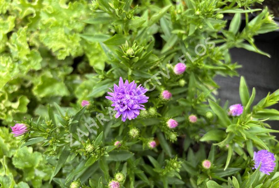 Hvězdnice novobelgická 'Magic Lavender' - Aster novi-belgii 'Magic Lavender'