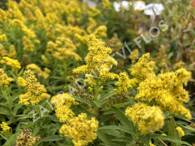 Zlatobýl kanadský 'Little Lemon' - Solidago canadensis 'Little Lemon'