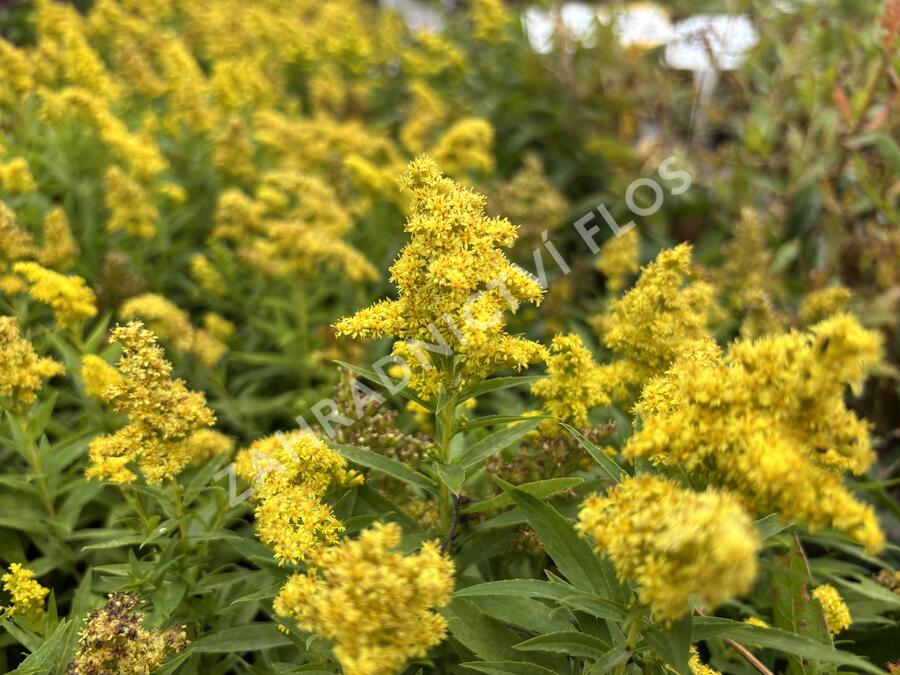 Zlatobýl kanadský 'Little Lemon' - Solidago canadensis 'Little Lemon'