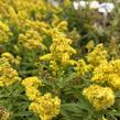 Zlatobýl kanadský 'Little Lemon' - Solidago canadensis 'Little Lemon'